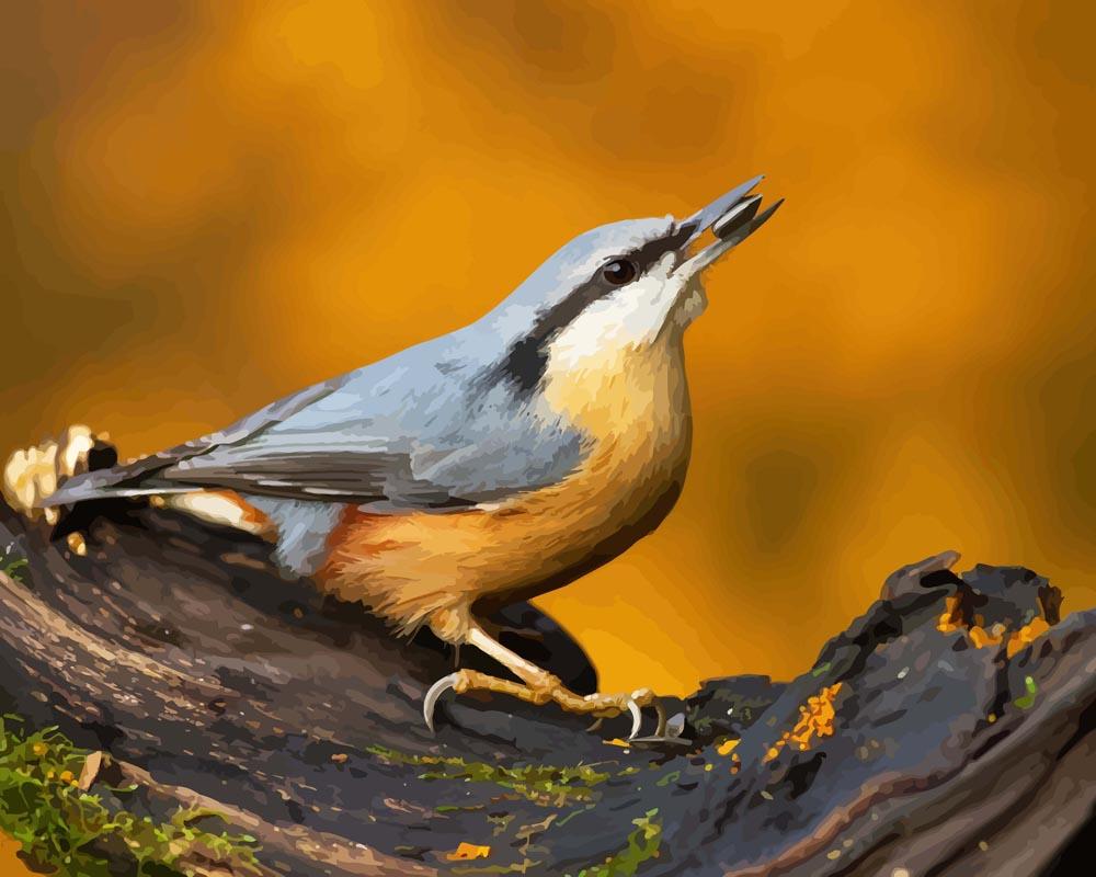 Malen nach Zahlen - Nuthatch Vogel auf dem Zweig