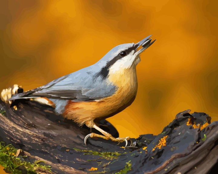 Malen nach Zahlen - Nuthatch Vogel auf dem Zweig